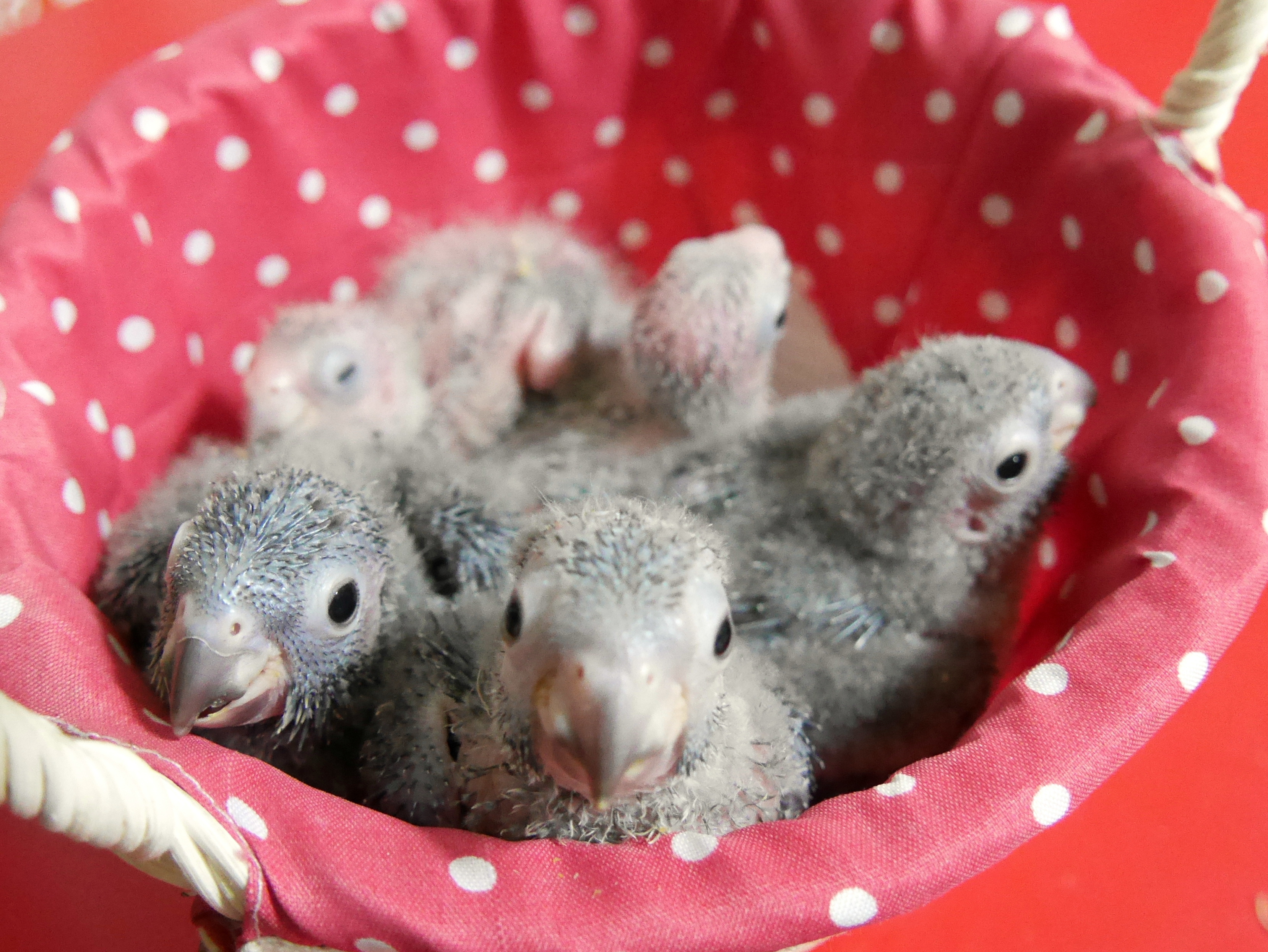 アカハラウロコインコの里親様の募集です 我家の天使達